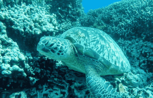 ウミガメ