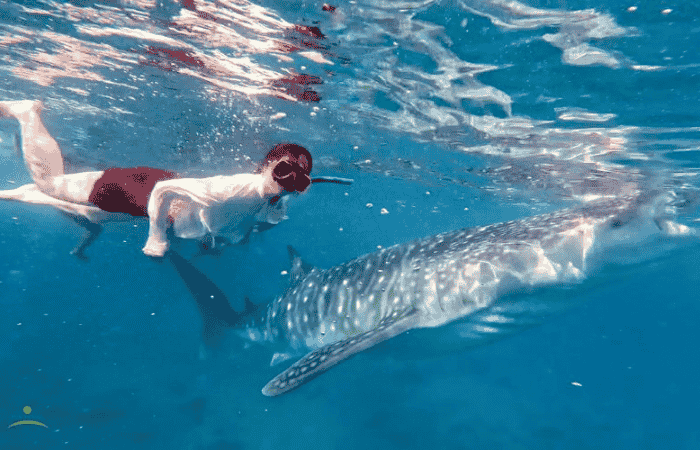 シュノーケリング