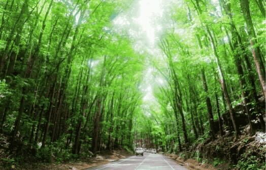 マンメイドフォレスト