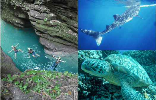 キャニオニング　ウミガメ　ジンベイザメ