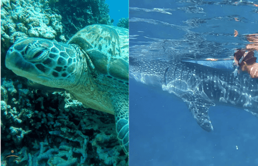 ウミガメ　ジンベイザメ