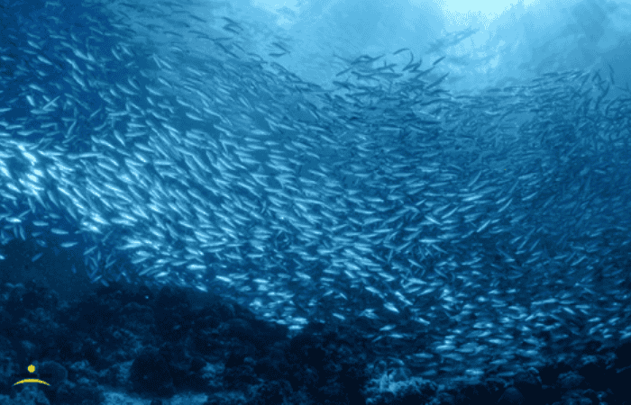 イワシトルネード