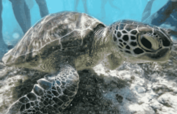 海亀
