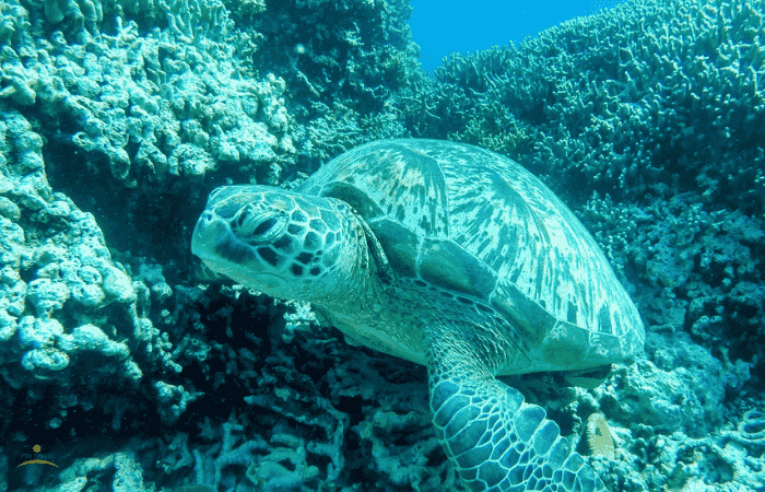 ウミガメ