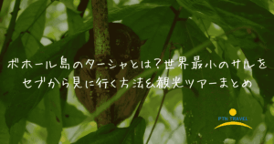 ターシャ　アイキャッチ画像