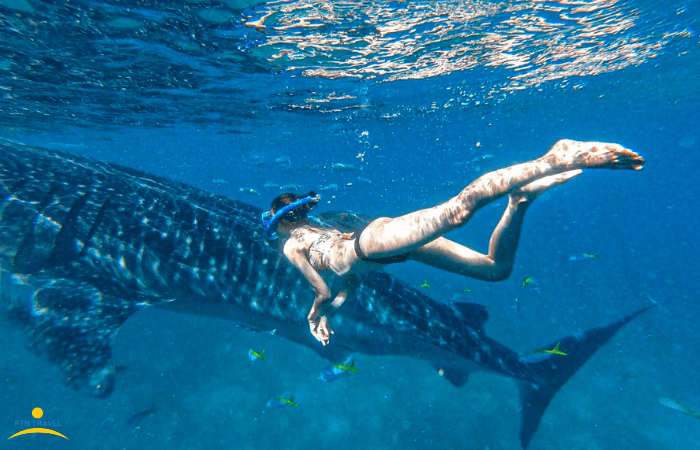 ジンベイザメシュノーケリング