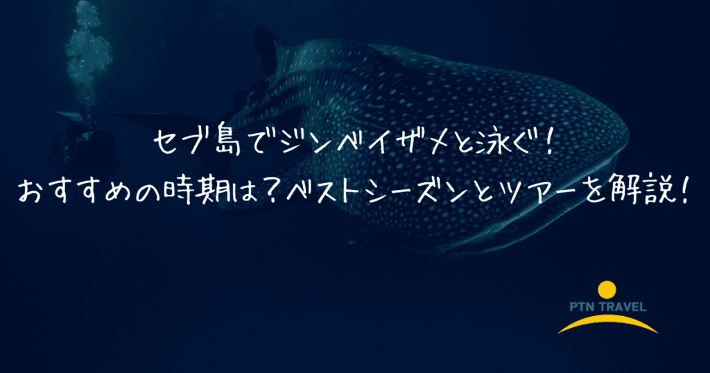 ジンベイザメベストシーズン　アイキャッチ画像