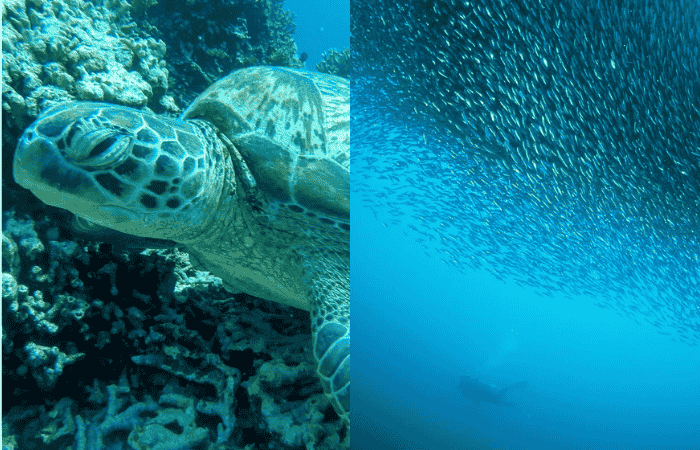 ウミガメ　イワシトルネード