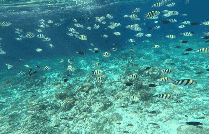 シュノーケリング