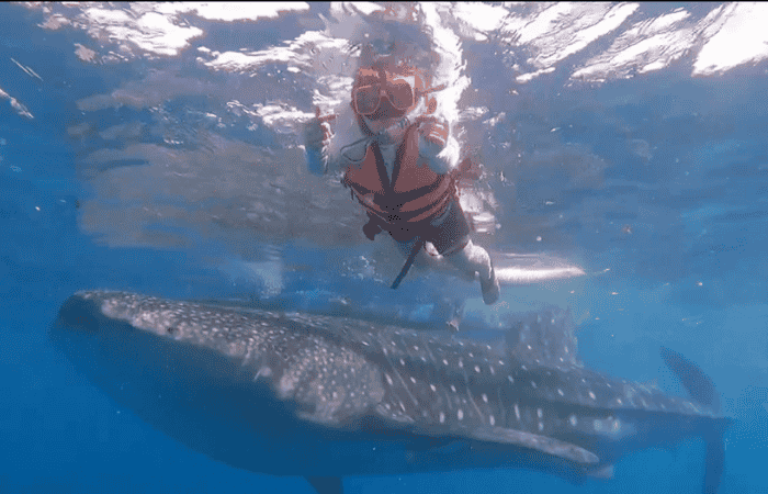 ジンベイザメシュノーケリング