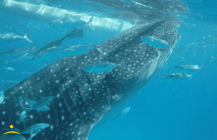 セブ島ジンベイザメ