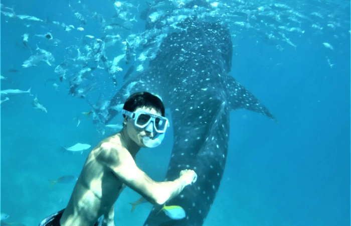 ジンベイザメシュノーケリングしている人