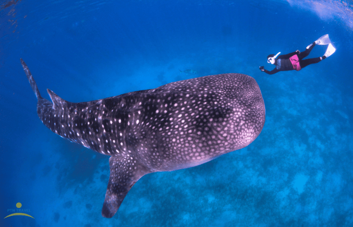 ジンベイザメシュノーケリング