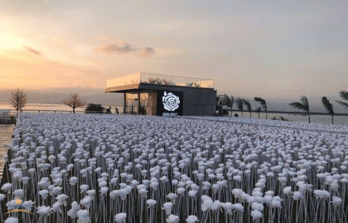 1万本のバラの夕方の景色