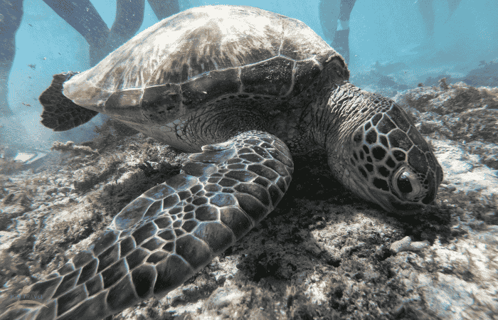 海亀が食事をしている様子