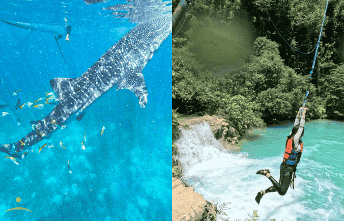 ジンベイザメとキャニオニングの写真