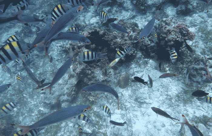 シュノーケリング中に遭遇した熱帯魚の様子